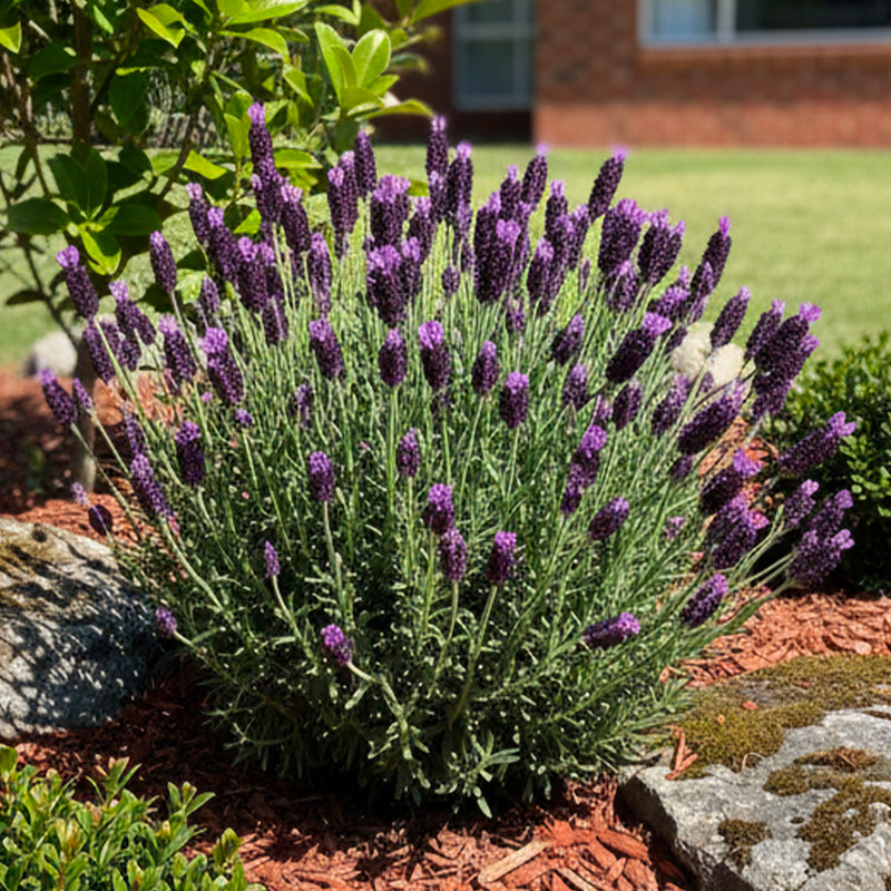 Lavande papillon (Lavandula Stoechas)