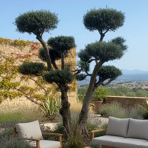 Olivier nuage centenaire double troncs