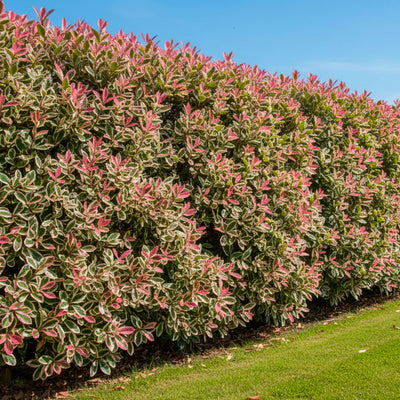 Photinia Pink Marble en touffe (Photinia Fraseri Pink Marble)