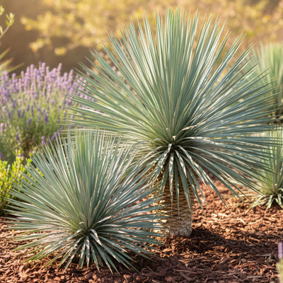 Yucca (Yucca Rostrata)