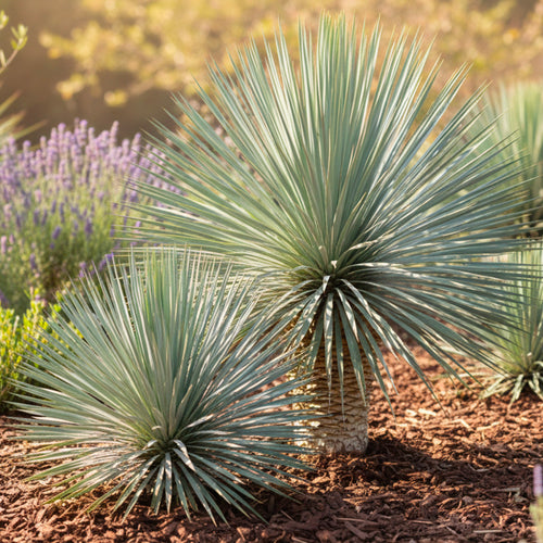Yucca (Yucca Rostrata)