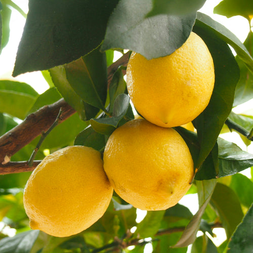 Palissade Citronnier Jaune