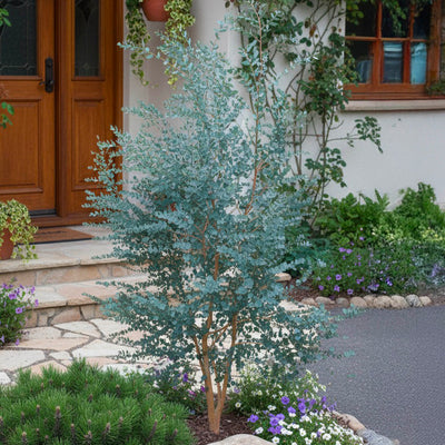 Eucalyptus à feuilles rondes (Eucalyptus Gunnii)