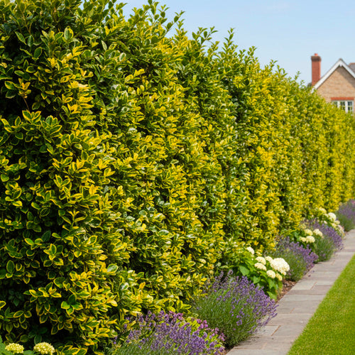 Fusain du Japon 'Aureus' (Euonymus Japonicus)