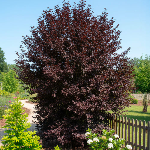 Hêtre à feuilles pourpre (Fagus sylvatica Purpurea)