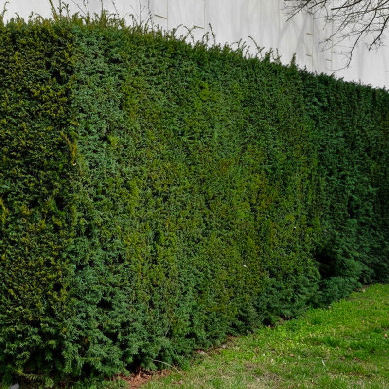 If Commun (Taxus Baccata)