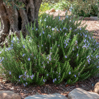 Romarin (Rosmarinus Officinalis)