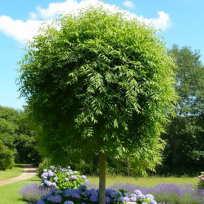 Sophora Pleureur (Sophora japonica Pendula)
