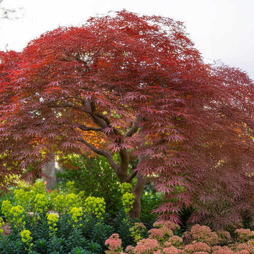 Acer Dissectum Garnet