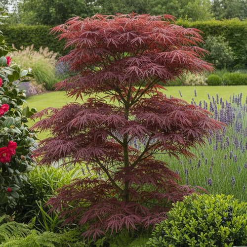 Acer Palmatum Trompenburg