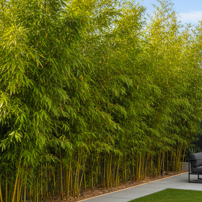 Bambou (Phyllostachys) Aurea