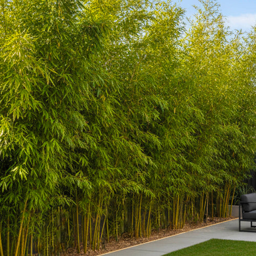 Bambou (Phyllostachys) Aurea