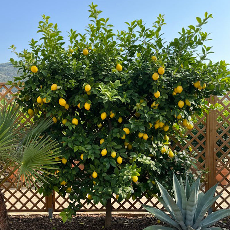Palissade Citronnier Jaune