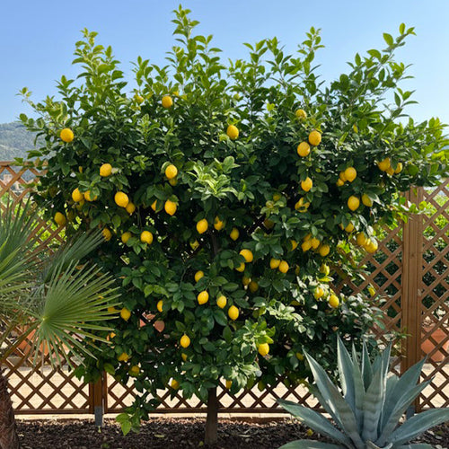 Palissade Citronnier Jaune