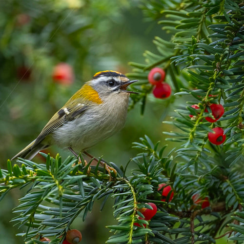 If Commun (Taxus Baccata)