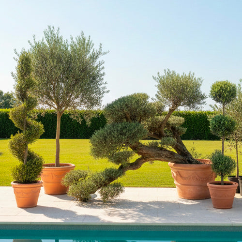 Olivier forme spéciale