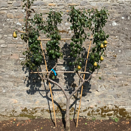 Palissade Poirier 'Beurré Hardy'