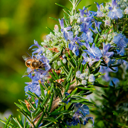 Romarin (Rosmarinus Officinalis)