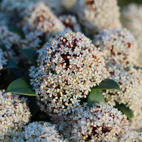 Skimmia du Japon (Skimmia Japonica Rubella)