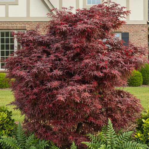 Acer Palmatum 'Little Red'