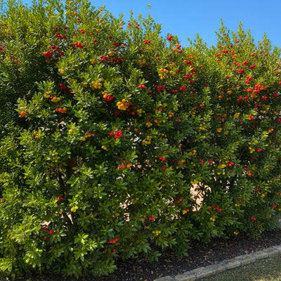 Arbousier (Arbutus unedo)