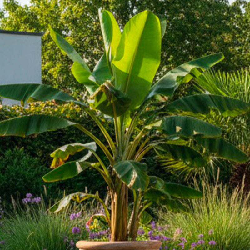 Bananier (Musa Basjoo Japonica)