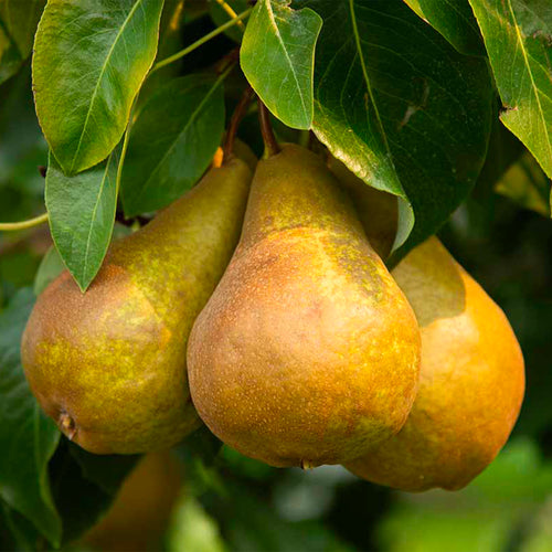 Palissade Poirier 'Beurré Hardy'