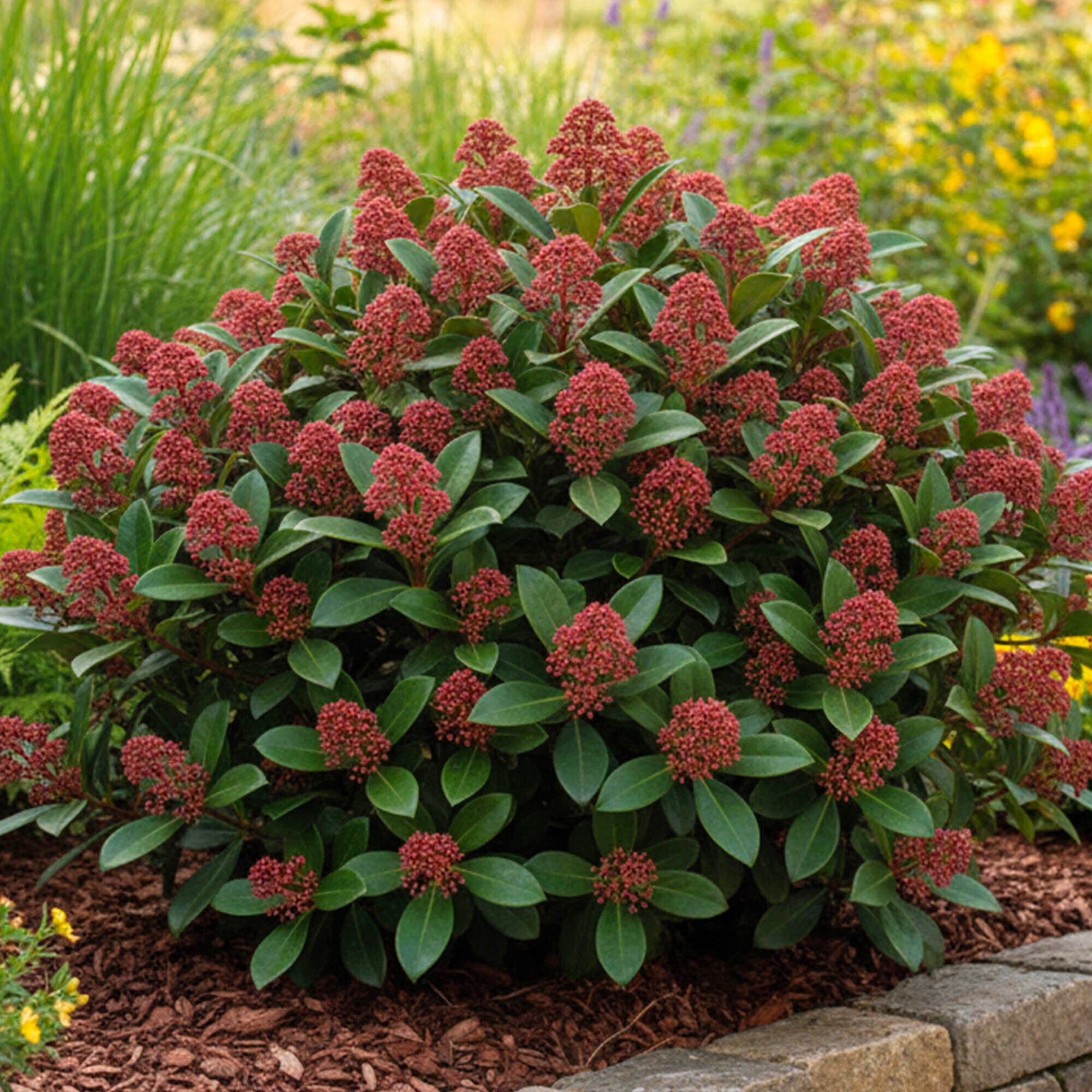 Skimmia du Japon - Achat en ligne - Plante Île-de-France