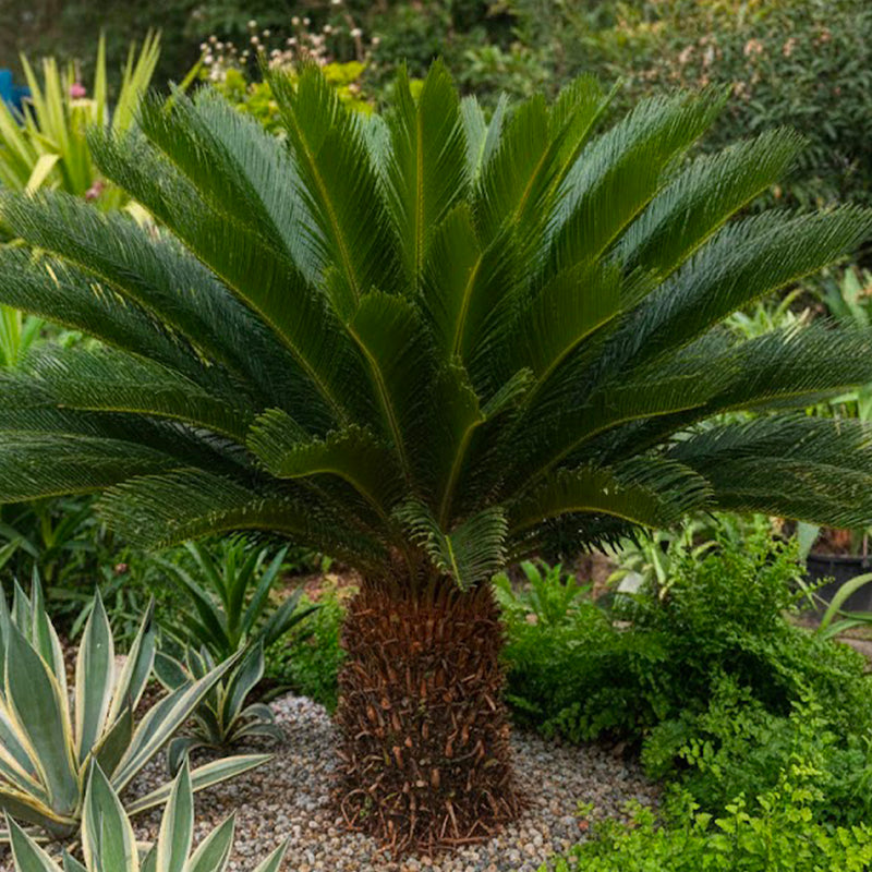 Cycas du Japon (Cycas Revoluta)