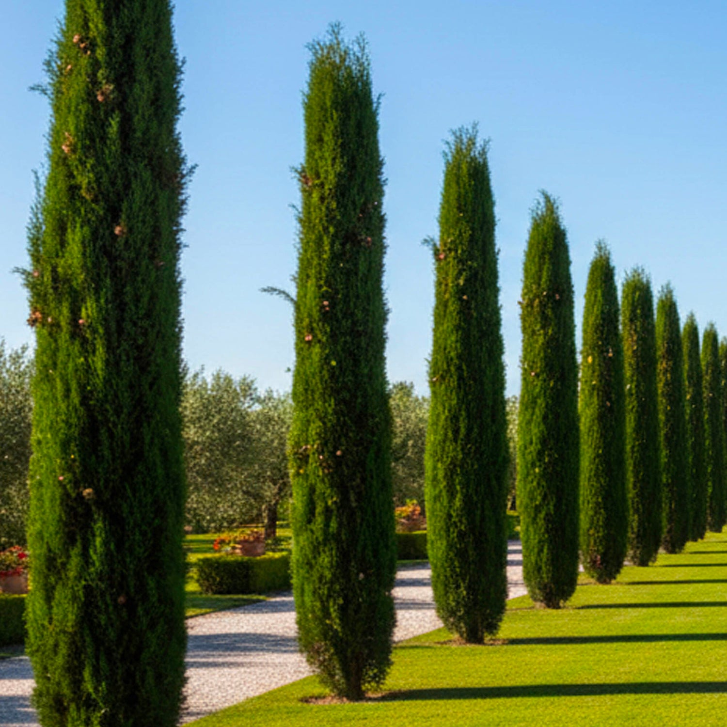 Arbres à croissance rapide