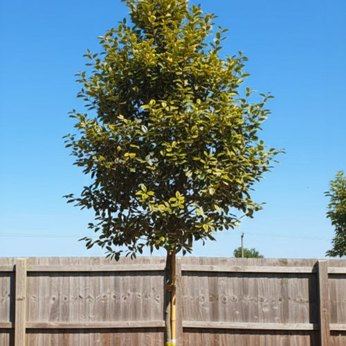 Elaeagnus Ebbingei Viveleg en tige