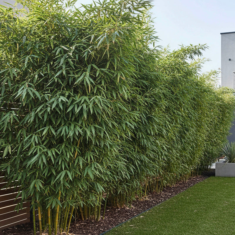 Bambou Metake (Arundinaria Japonica)