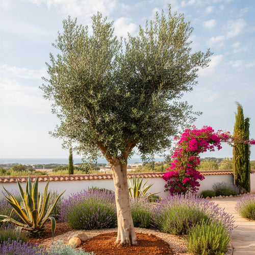 Olivier (Olea Europaea)
