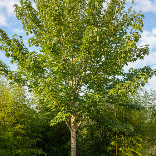 Platane (Platanus)