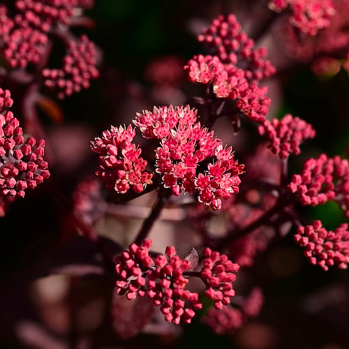 Sedum Pourpre