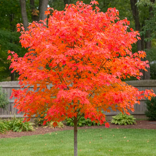 Érable de Freeman en tige