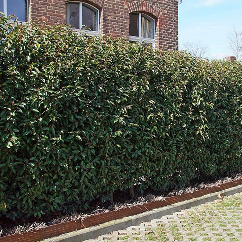 Laurier du Portugal en touffe (Prunus lusitanica)