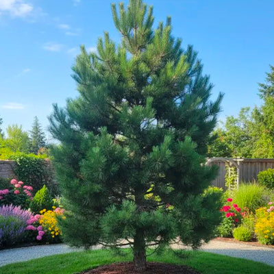 Pin noir (Pinus Nigra)