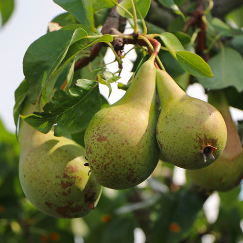 Palissade Poirier 'Conférence'
