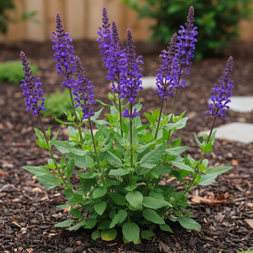 Sauge Salgoon (Salvia Salgoon)