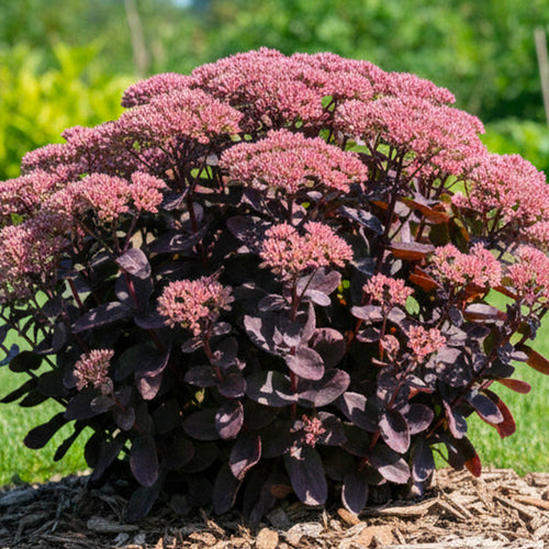 Sedum Pourpre