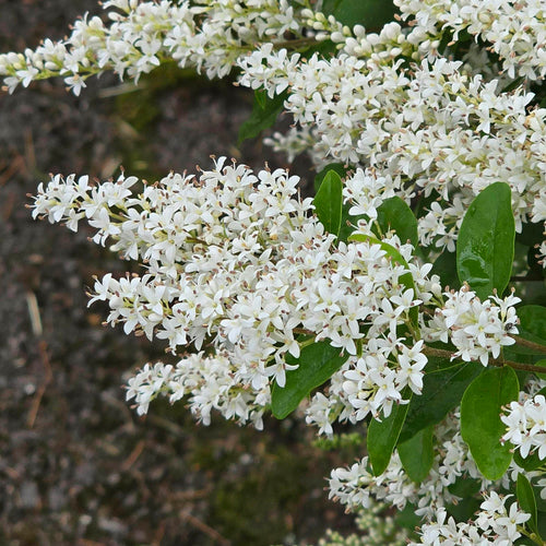 Troène du Japon en tige