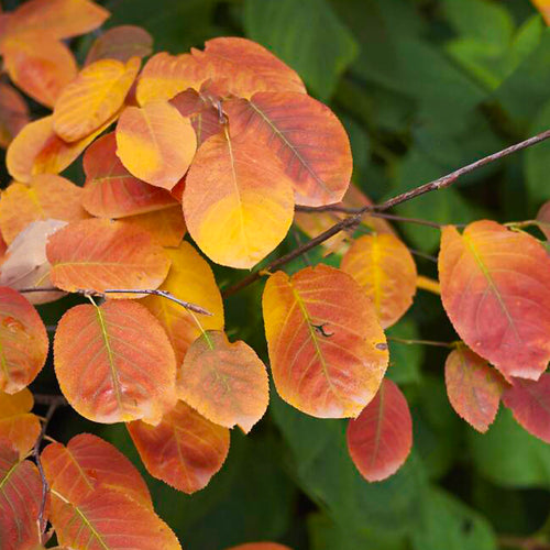 Amélanchier de Lamarck