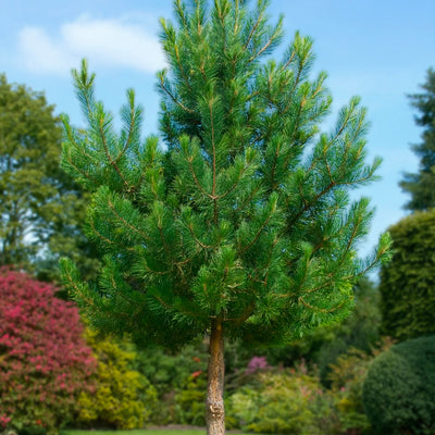 Pin sylvestre en Tige