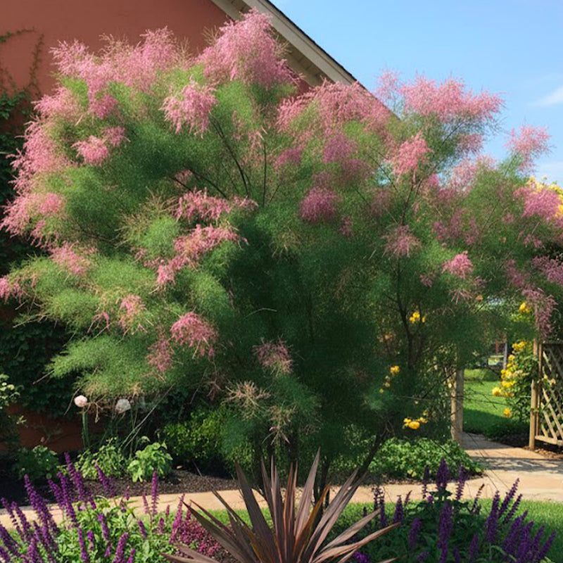 Tamaris en tige (Tamarix)