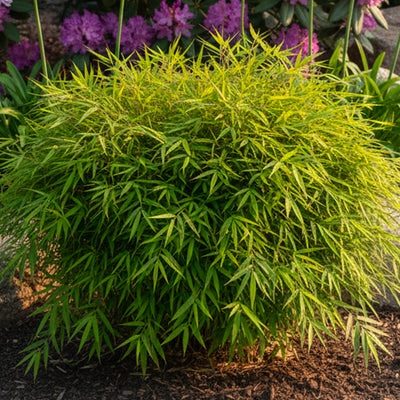 Bambusa Nana (Pleioblastus Pumilus)