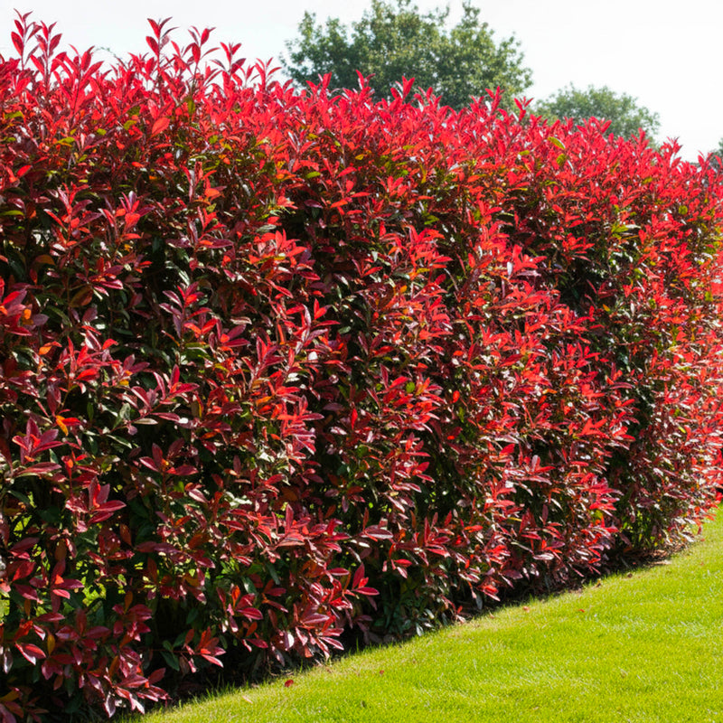 Photinia Fraseri Carré Rouge