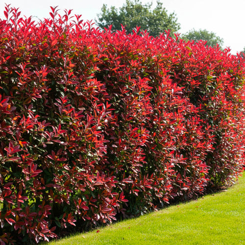Photinia Fraseri Carré Rouge