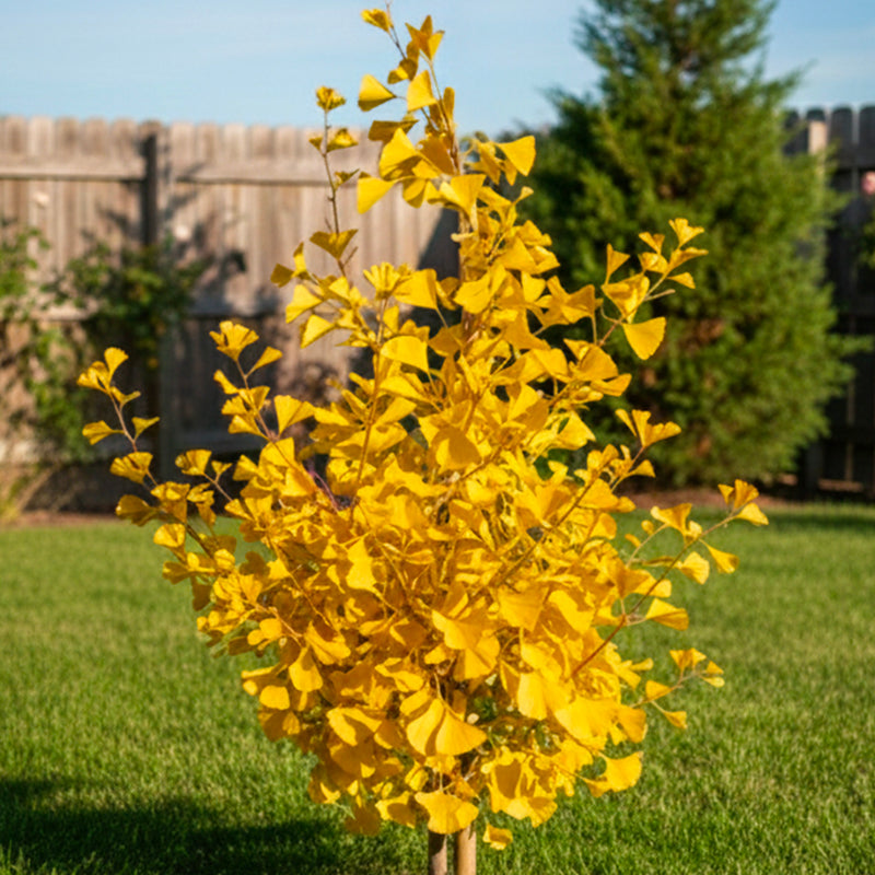 Ginkgo Biloba Fastigé Blagon