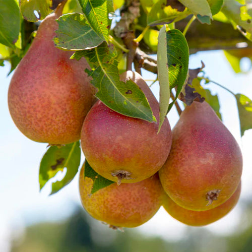 Palissade Poirier 'Bonne Louise'
